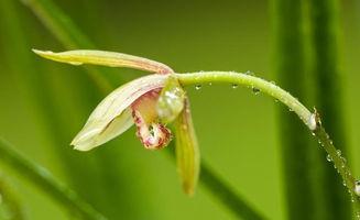 兰花姐姐最新爆料,娱乐圈幕后真相大曝光！  第1张